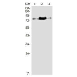 GMEB1 rabbit monoclonal antibody