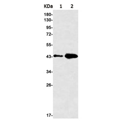 GNA13 rabbit monoclonal antibody