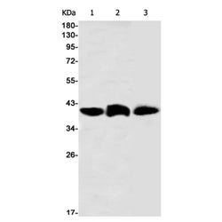 GNAI2 rabbit monoclonal antibody