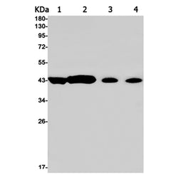 GNAQ rabbit monoclonal antibody