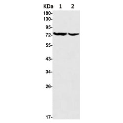 GNE rabbit monoclonal antibody
