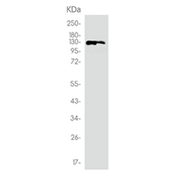 GOLGA2 rabbit monoclonal antibody