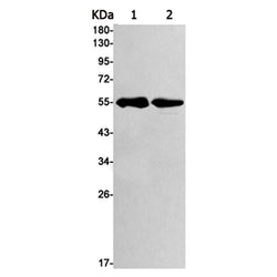 GPC1 rabbit monoclonal antibody
