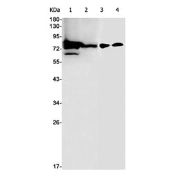 GPD2 rabbit monoclonal antibody