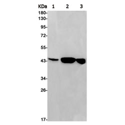 GPR182 rabbit monoclonal antibody