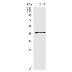 GPRC5B rabbit monoclonal antibody