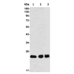 GPX1 rabbit monoclonal antibody