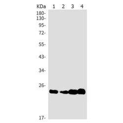 GPX4 rabbit monoclonal antibody