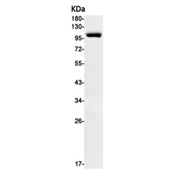 GRIA2 rabbit monoclonal antibody