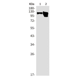 GRIN1 rabbit monoclonal antibody