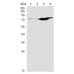 GRK2 rabbit monoclonal antibody