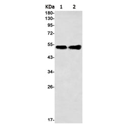 GRSF1 rabbit monoclonal antibody