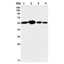 GSDME rabbit monoclonal antibody