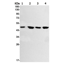 GSK3B (phospho-Ser9) rabbit monoclonal antibody