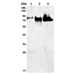 GSN rabbit monoclonal antibody