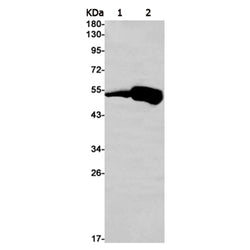 GSR rabbit monoclonal antibody