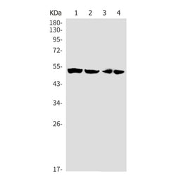 GSS rabbit monoclonal antibody
