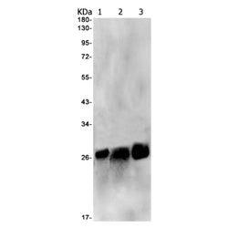 GSTA3 rabbit monoclonal antibody