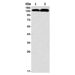 GTF2I rabbit monoclonal antibody