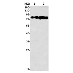 GTPBP4 rabbit monoclonal antibody