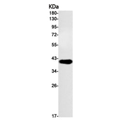 GYPC rabbit monoclonal antibody