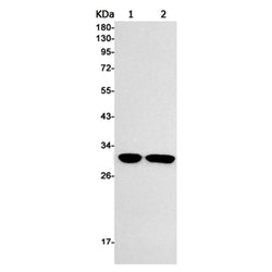 Histone H1.0 rabbit monoclonal antibody