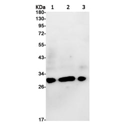 Histone H1.3 rabbit monoclonal antibody