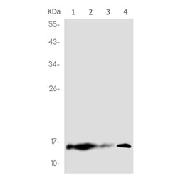 Histone H2A (hydroxyl-Tyr39) rabbit monoclonal antibody