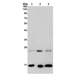 Histone H2A.Z rabbit monoclonal antibody
