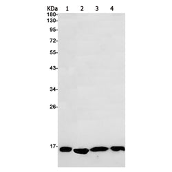Histone H2B rabbit monoclonal antibody