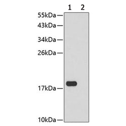 Histone H3 (triMethyl-Lys9) rabbit monoclonal antibody