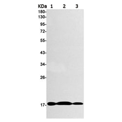 Histone H3 (phospho-Thr3) rabbit monoclonal antibody