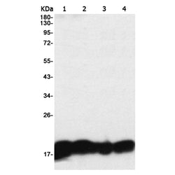 Histone H3 rabbit monoclonal antibody