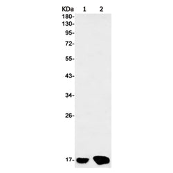 Histone H3 (triMethyl-Lys27) rabbit monoclonal antibody