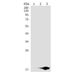 Histone H3 (acetyl-Lys27) rabbit monoclonal antibody