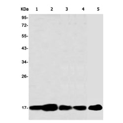 Histone H3 (phospho-Ser10/Thr11) rabbit monoclonal antibody