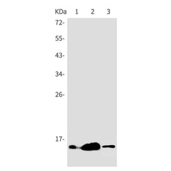 Histone H3 (acetyl-Lys14) rabbit monoclonal antibody