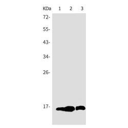 Histone H3 (acetyl-Lys4) rabbit monoclonal antibody
