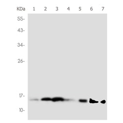 Histone H3 (monoMethyl-Lys18) rabbit monoclonal antibody