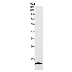 Histone H4 rabbit monoclonal antibody