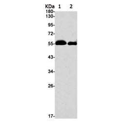 HARS1 rabbit monoclonal antibody