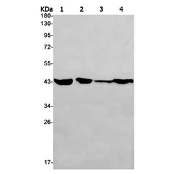 HAT1 rabbit monoclonal antibody
