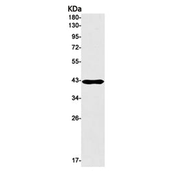 HAUS7 rabbit monoclonal antibody