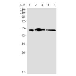 HAVCR1 rabbit monoclonal antibody