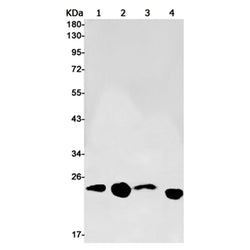 HBEGF rabbit monoclonal antibody