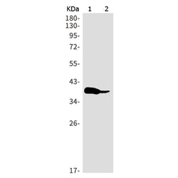 HDAC11 rabbit monoclonal antibody