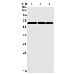 HDAC2 rabbit monoclonal antibody