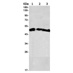 HDAC3 rabbit monoclonal antibody