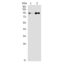 HDAC9 rabbit monoclonal antibody