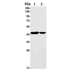 HDHD5 rabbit monoclonal antibody